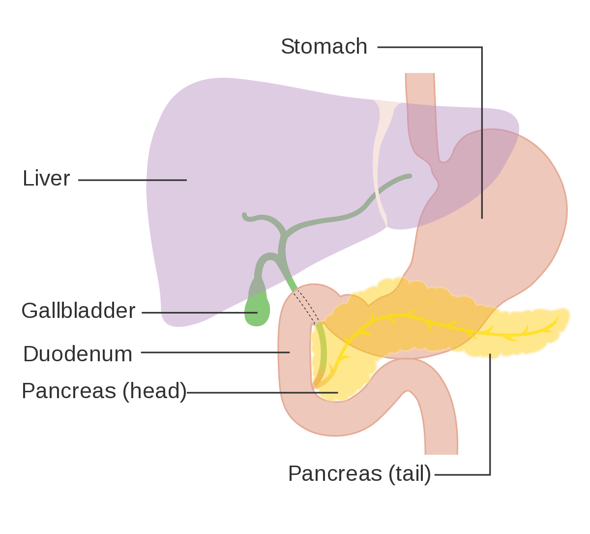 Pancreatic cancer wikipedia . Liver clipart pancreas