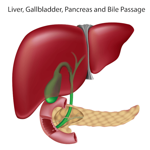 Liver clipart pancreas. Famoso human anatomy cresta