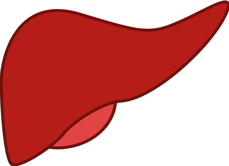 liver clipart printable