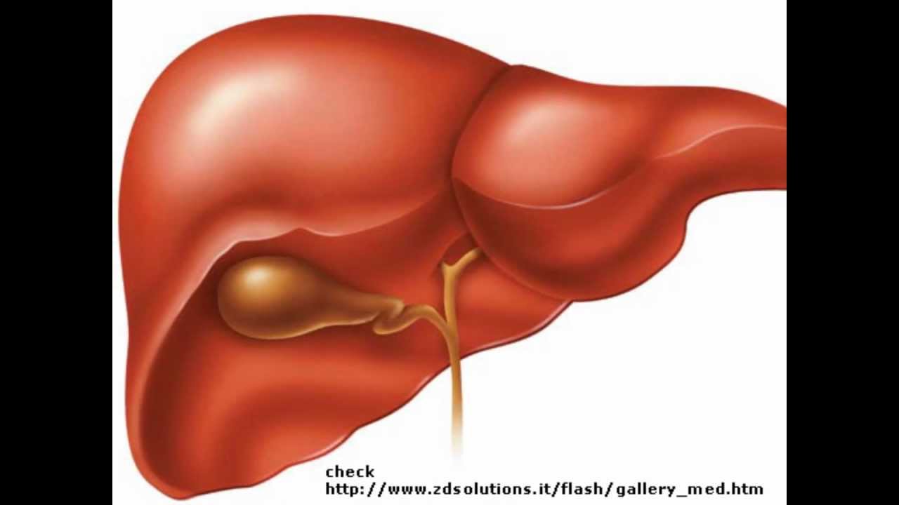 liver clipart realistic
