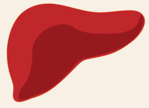 Liver clipart red. Free download best 