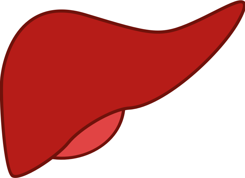 liver clipart transparent background