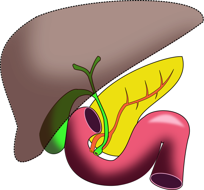 Liver clipart unlabeled. File bile ducts png