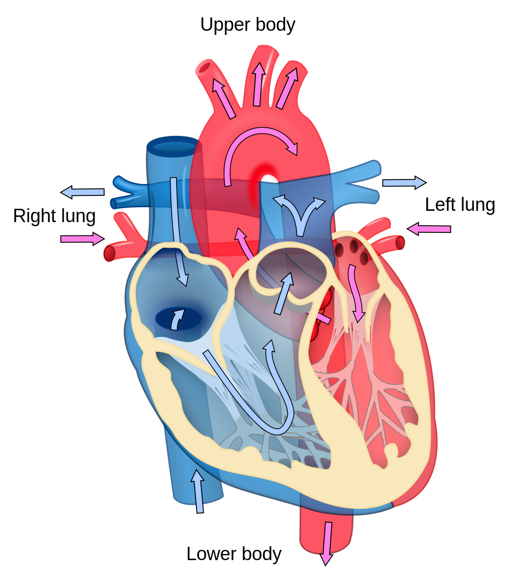Heart diagram group human. Liver clipart unlabeled