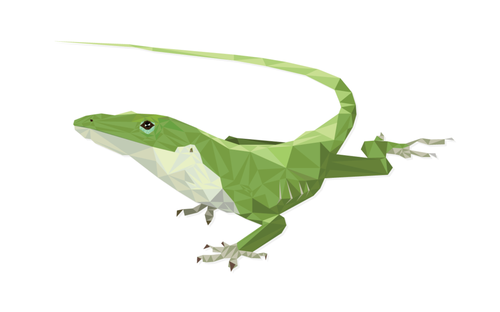 lizard clipart anole