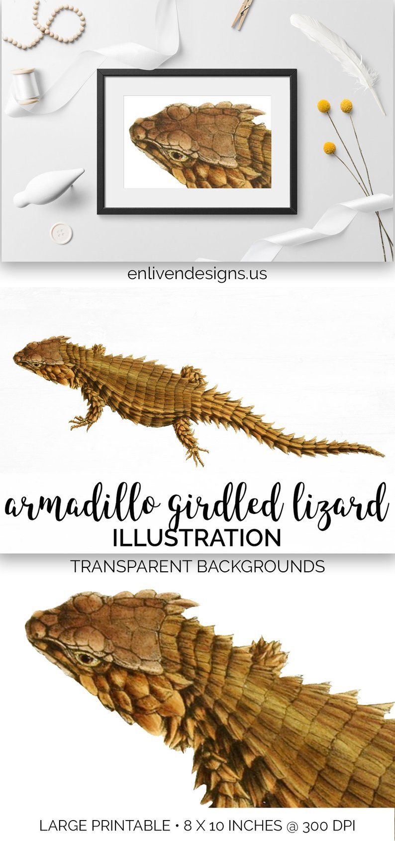 Girdled vintage reptile instant. Lizard clipart armadillo