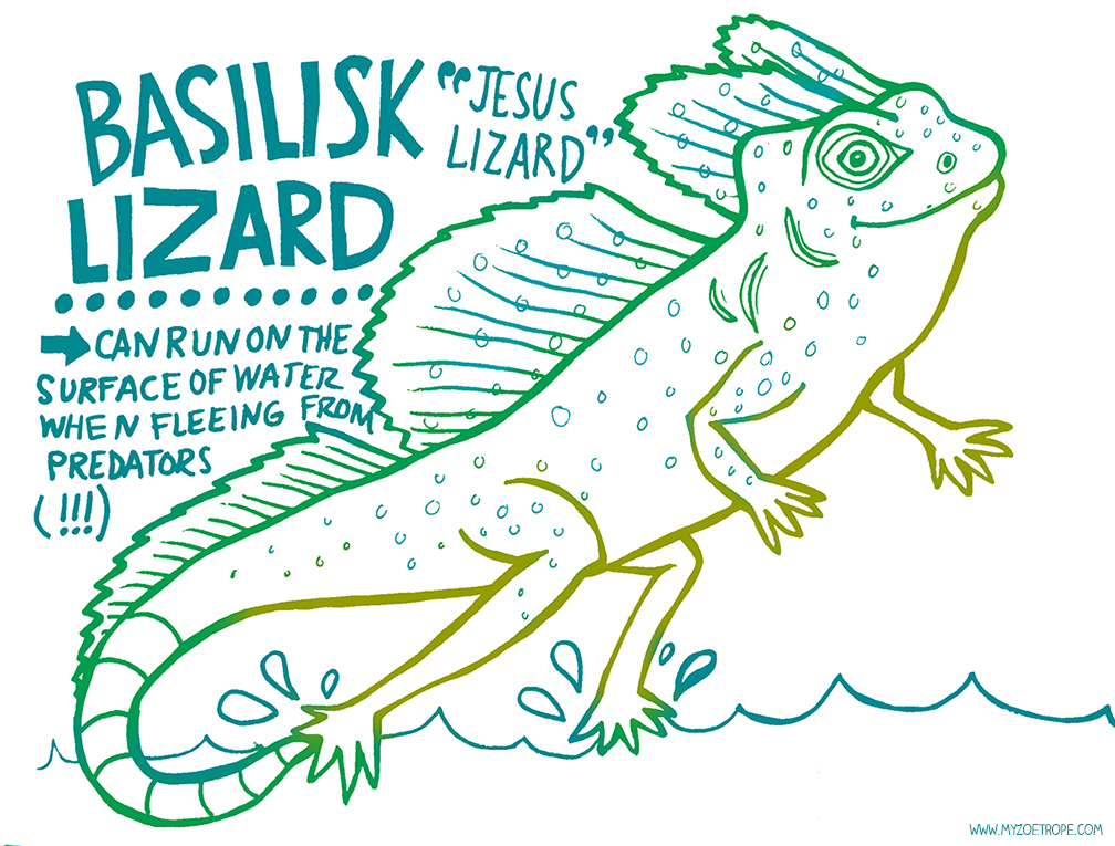 lizard clipart basilisk