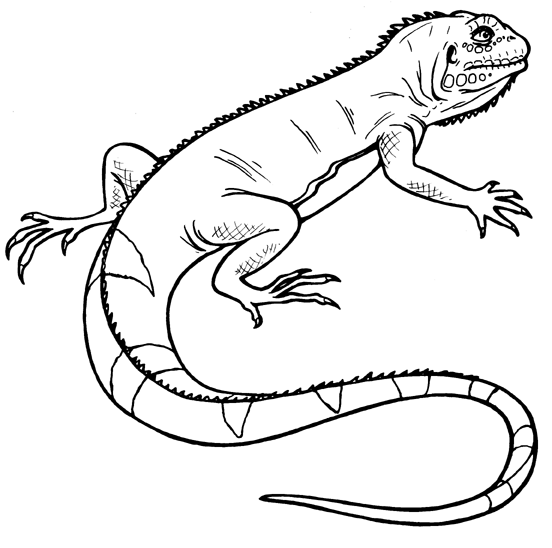 lizard clipart black and white