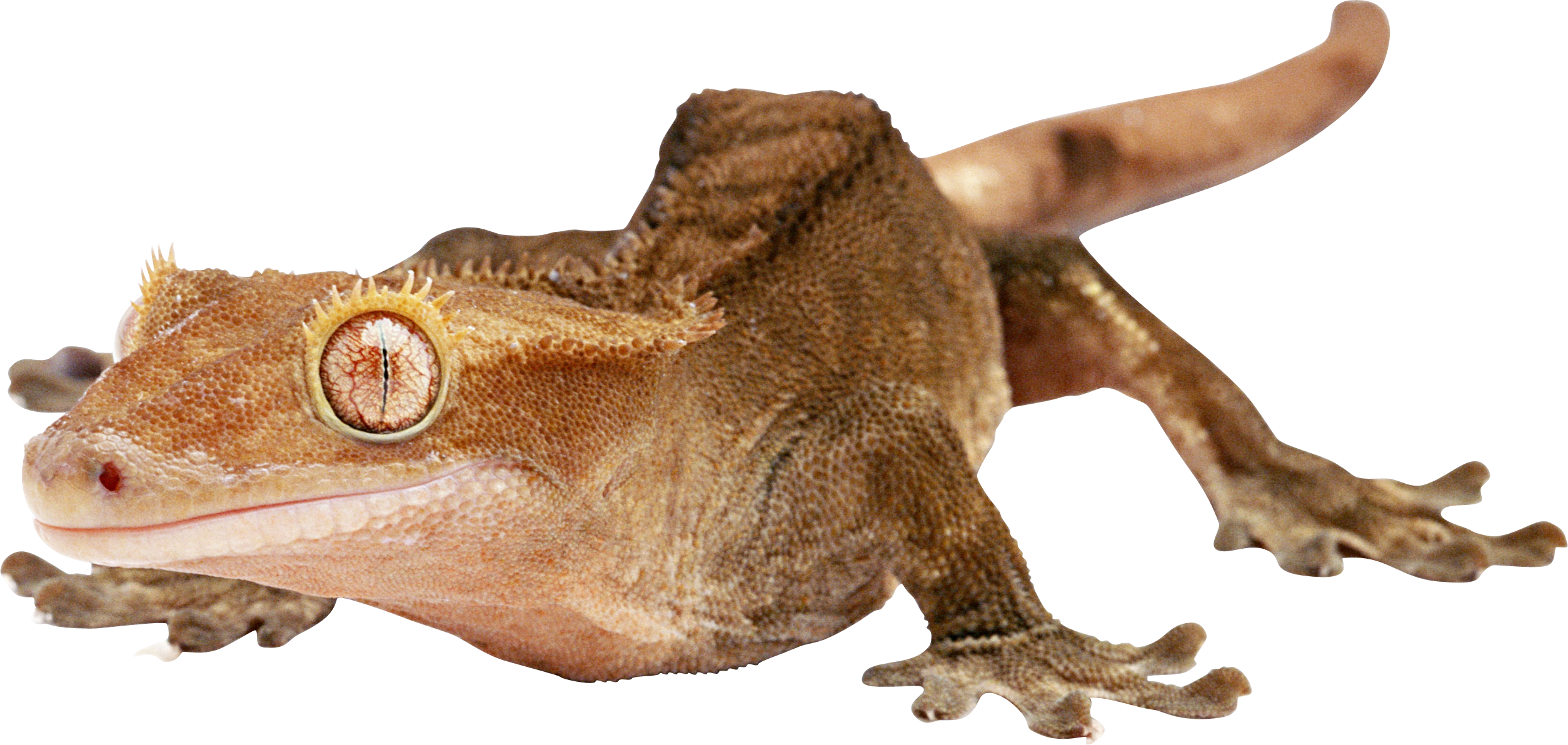 lizard clipart brown lizard
