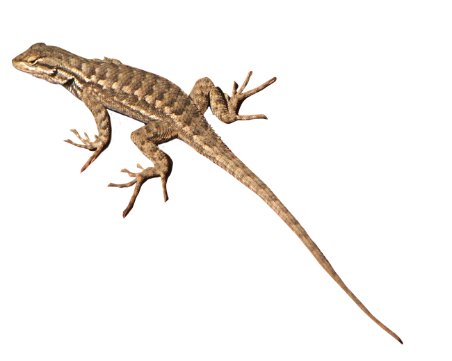 lizard clipart chipkali