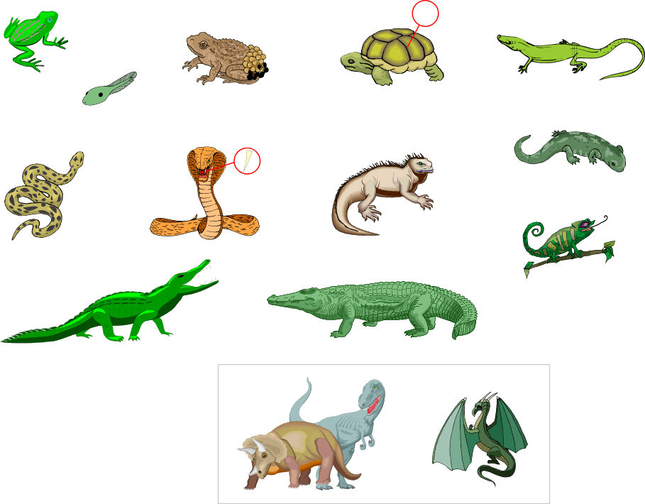 Lizard clipart cold blooded animal. Reptile information and gallery