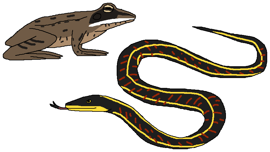 lizard clipart cold blooded animal