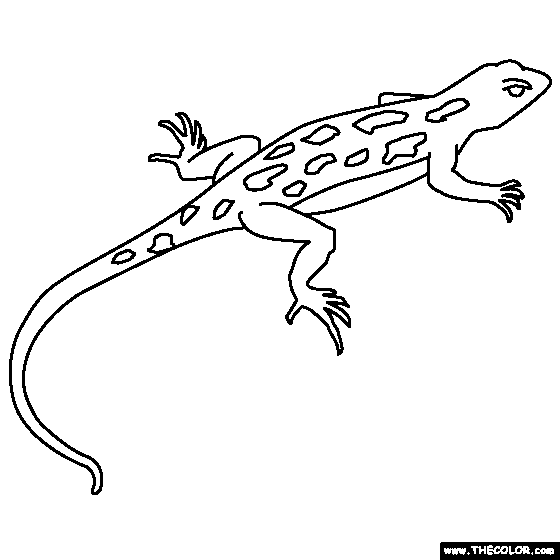 lizard clipart coloring
