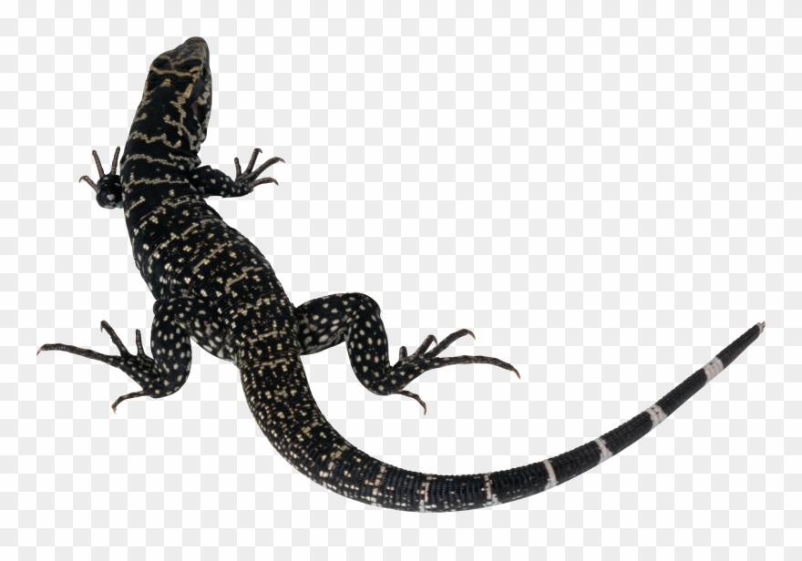Lizard clipart diagram. Monitor png download 