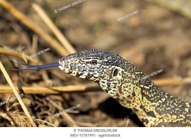 lizard clipart forked tongue