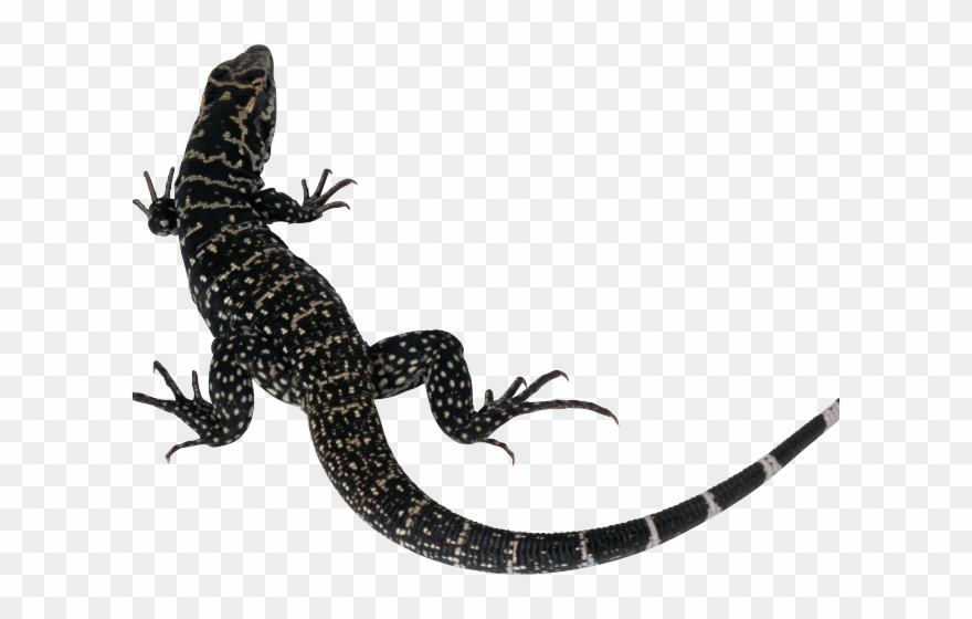 lizard clipart lizard tail