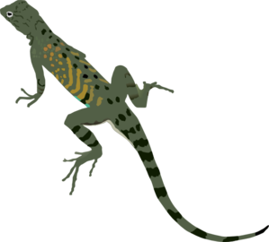 lizard clipart lizard tail