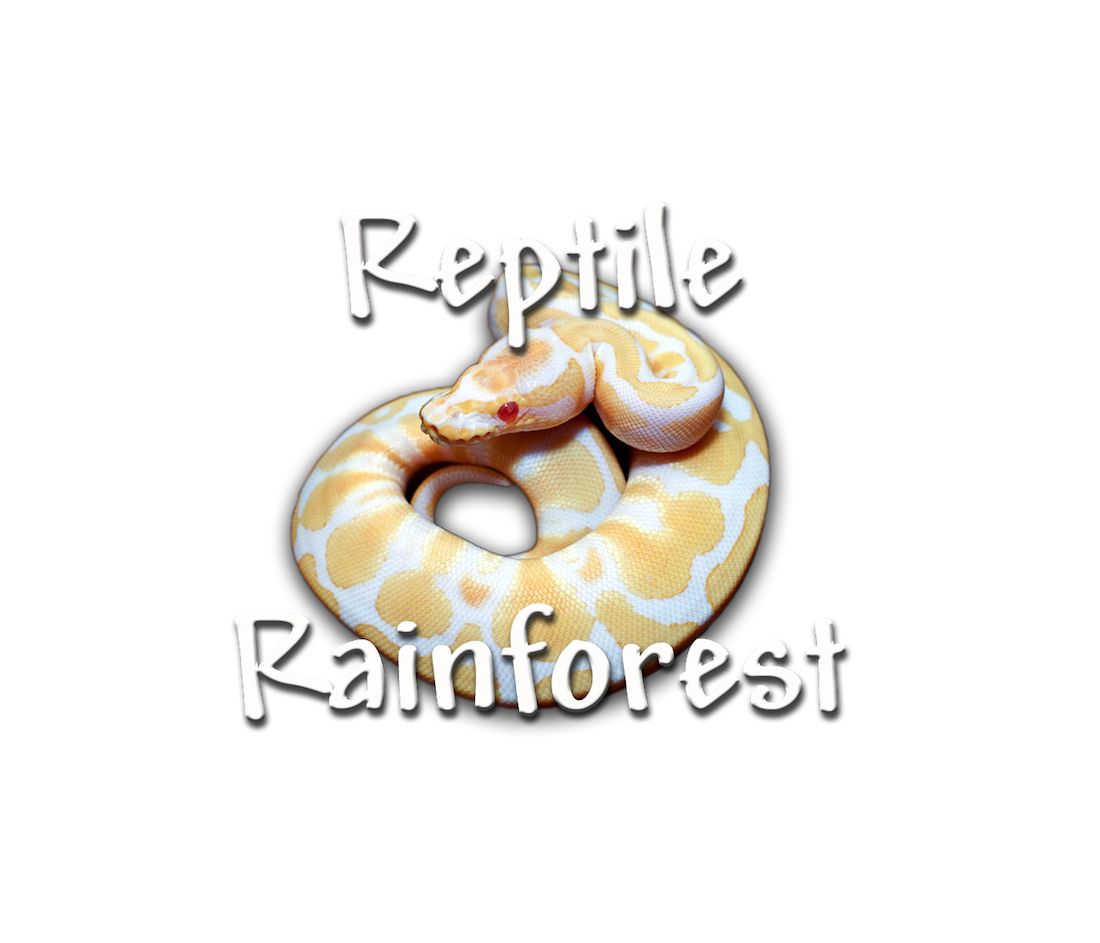 Reptile roadshow . Rainforest clipart animal science