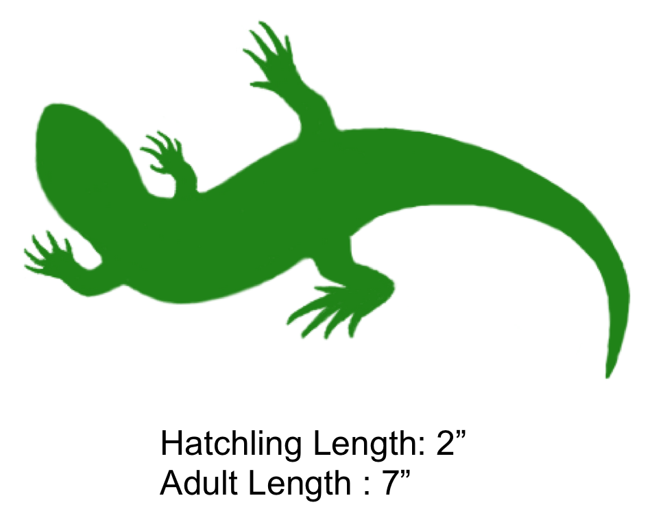 Eastern fence the shaded. Lizard clipart reptile amphibian