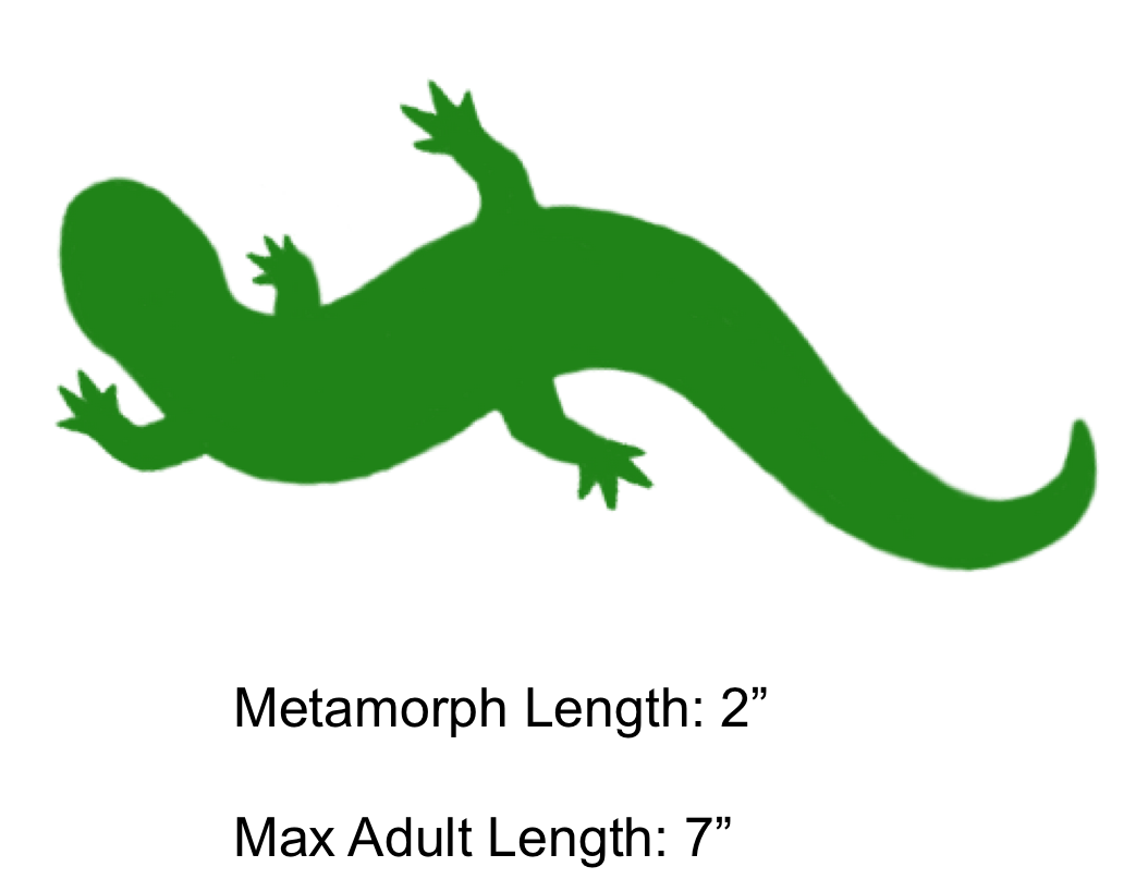lizard clipart salamander