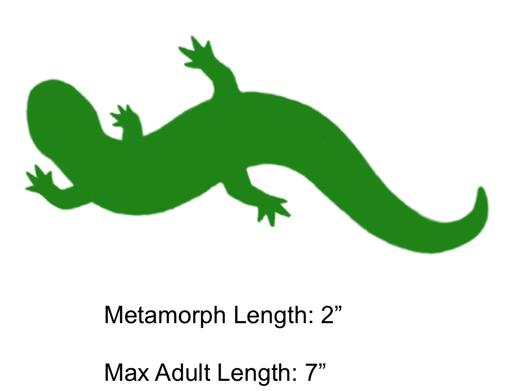 Lizard clipart salamander. Red the shaded region