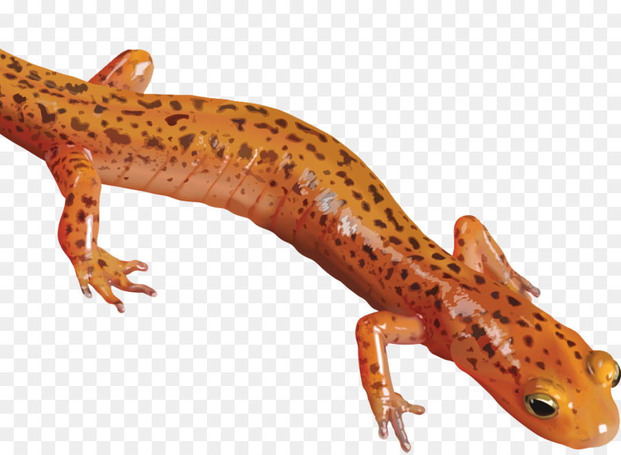 Lizard clipart salamander. Reptile png download free