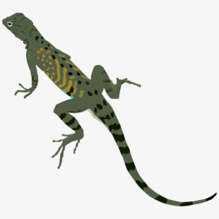 Green iguana clip art. Lizard clipart small lizard