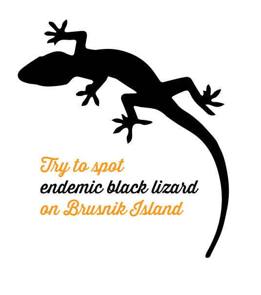 lizard clipart southwest