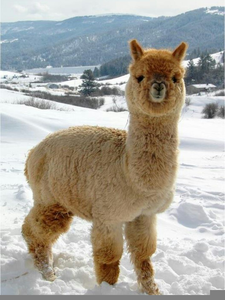 llama clipart fluffy