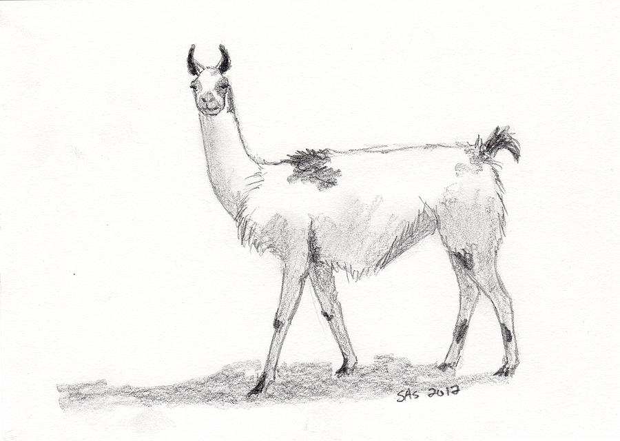 llama clipart realistic