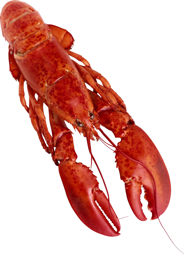 lobster clipart happy