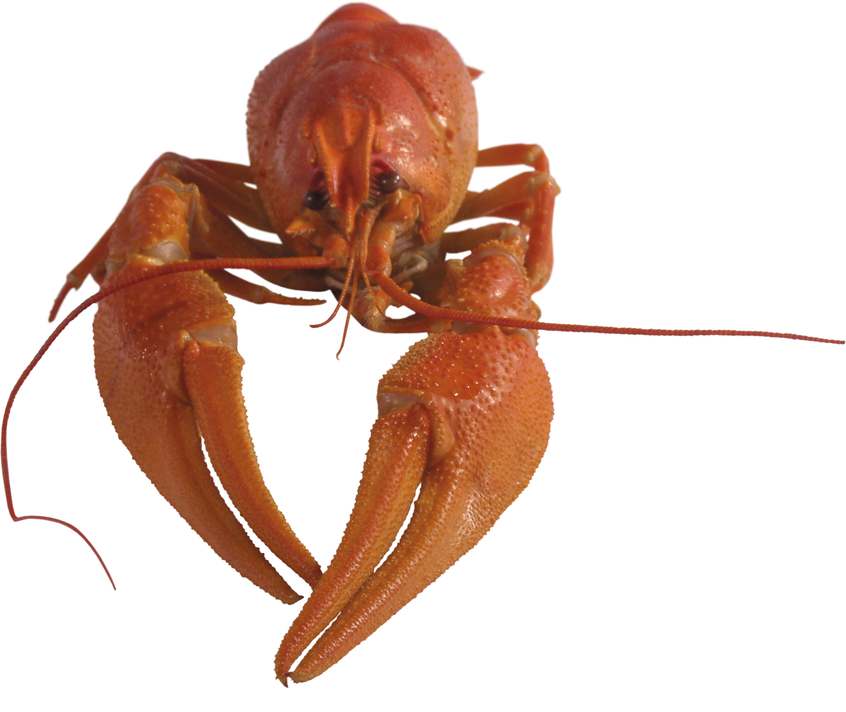 lobster clipart icon