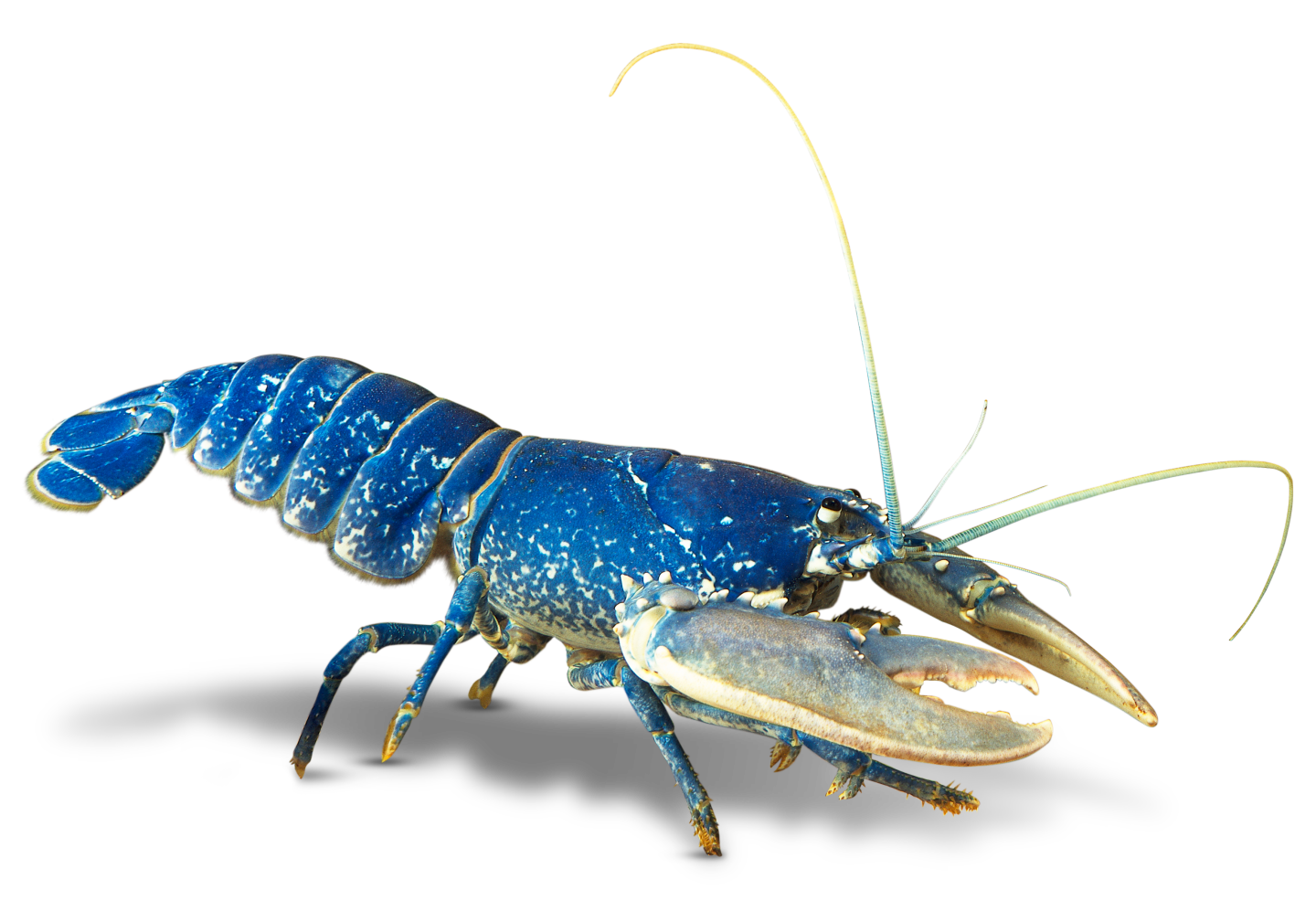 Lobster invertebrate