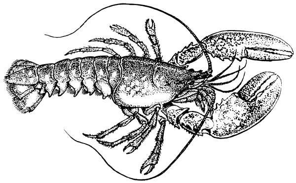 lobster clipart invertebrate