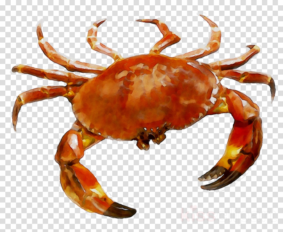 lobster clipart king crab
