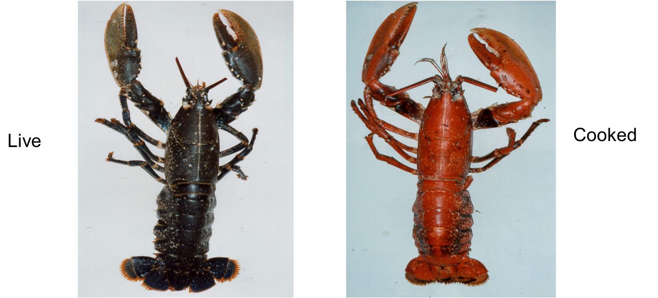 lobster clipart langosta
