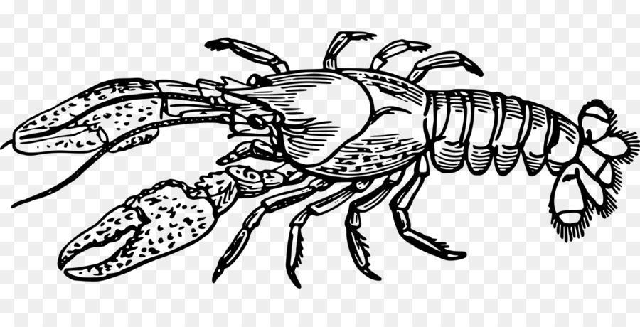 lobster clipart line drawing