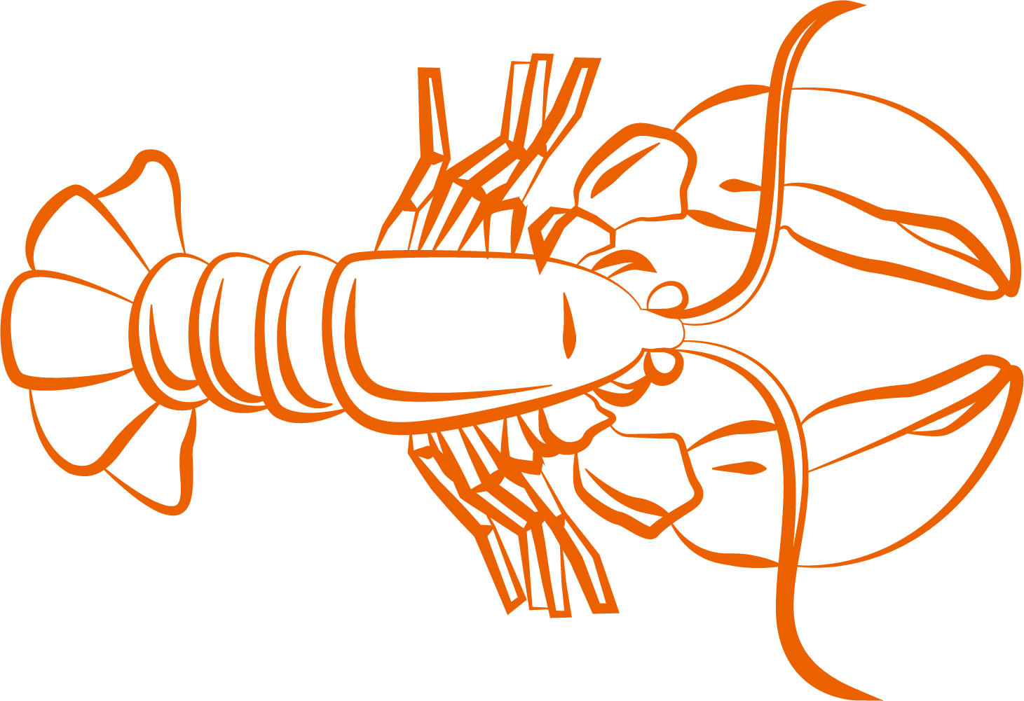 Caridea shrimp clip art. Lobster clipart lobster tail