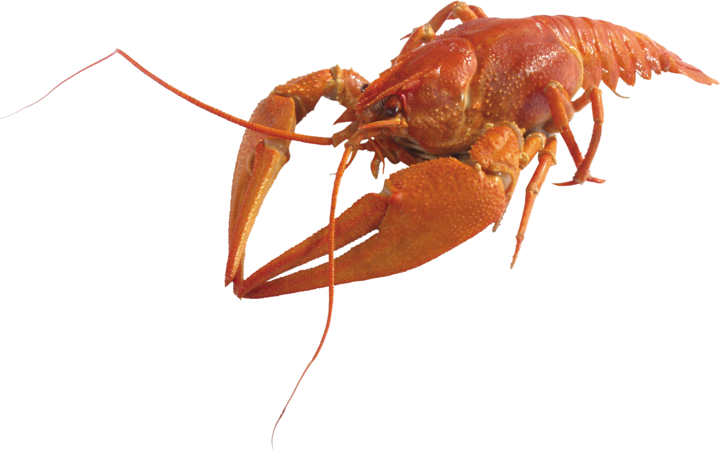Lobster clipart pink. Png animal pinterest
