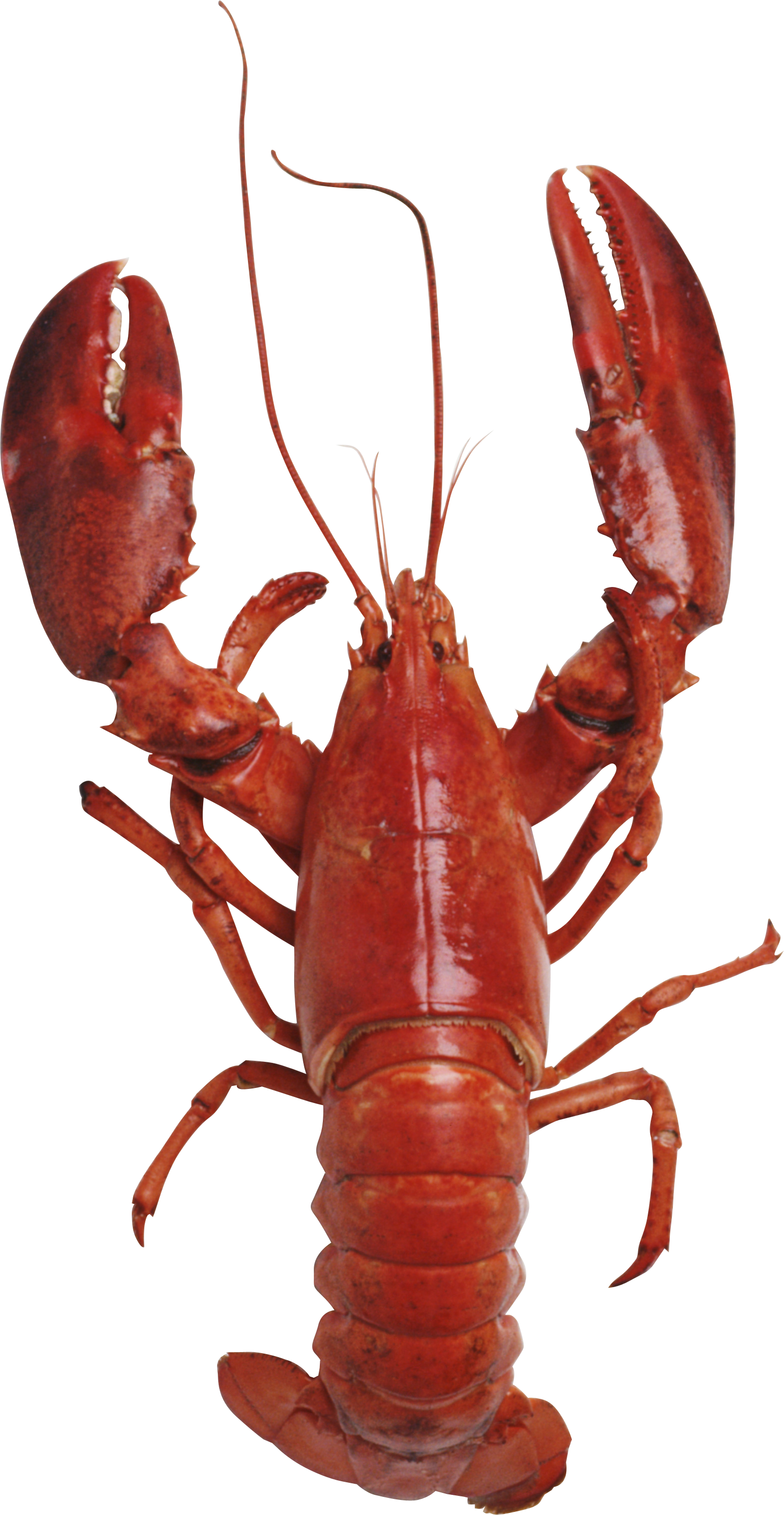 lobster clipart red animal