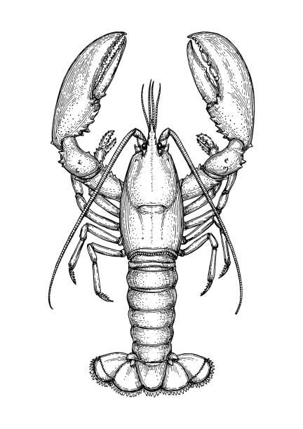 lobster clipart sketch