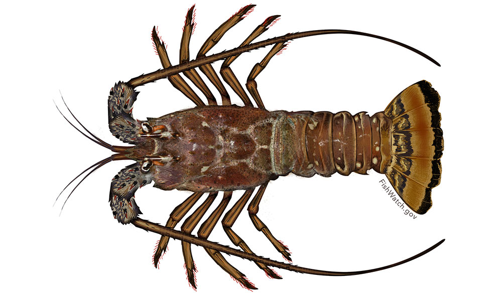 lobster clipart spiny