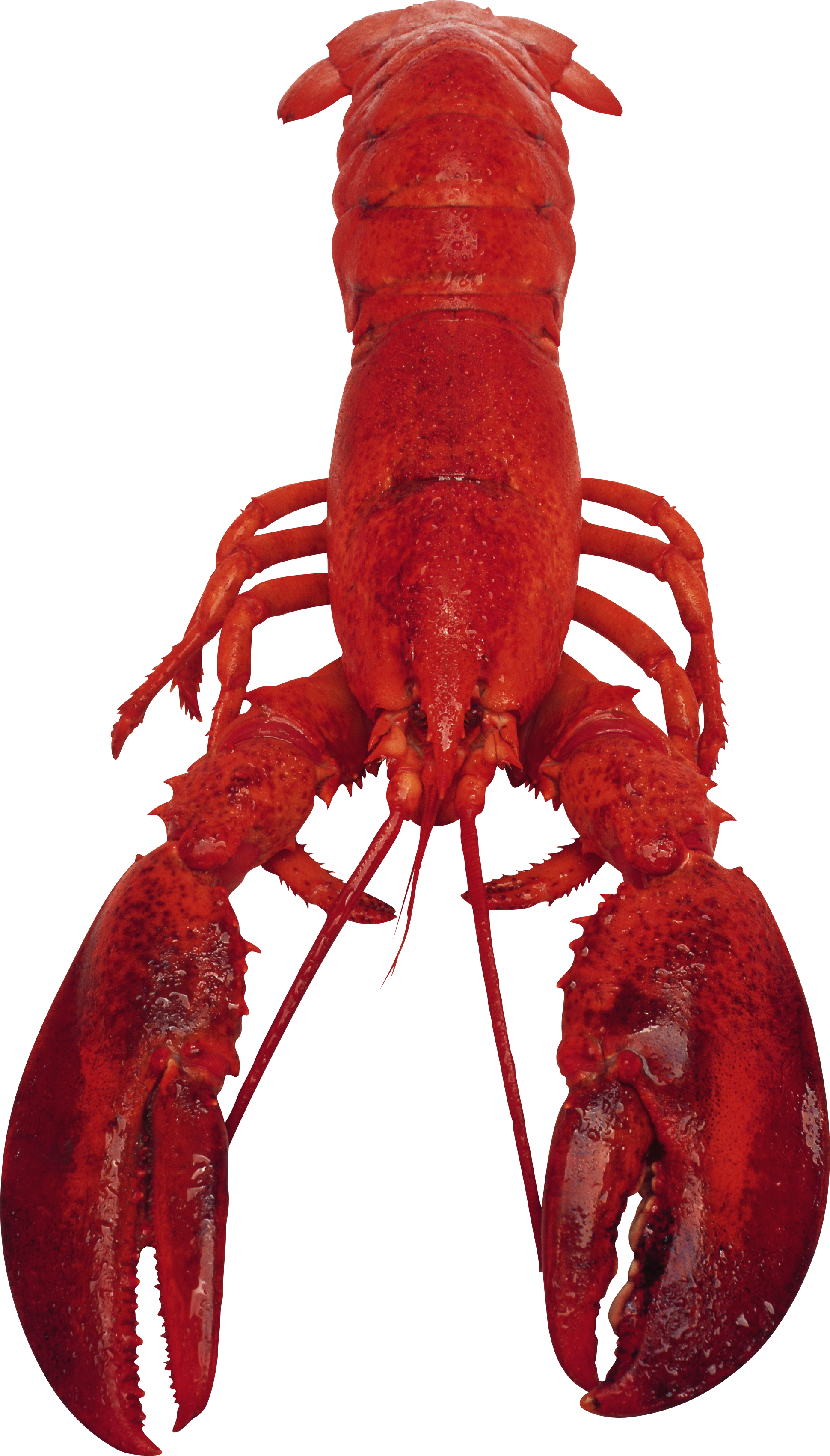 lobster clipart transparent background