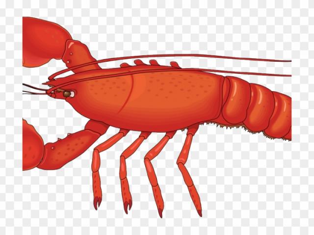 lobster clipart uncooked