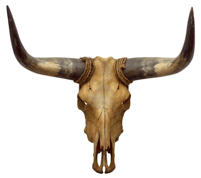 Longhorn clipart animal skull, Longhorn animal skull Transparent FREE