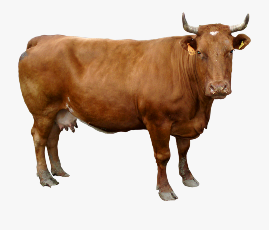 longhorn clipart male cow