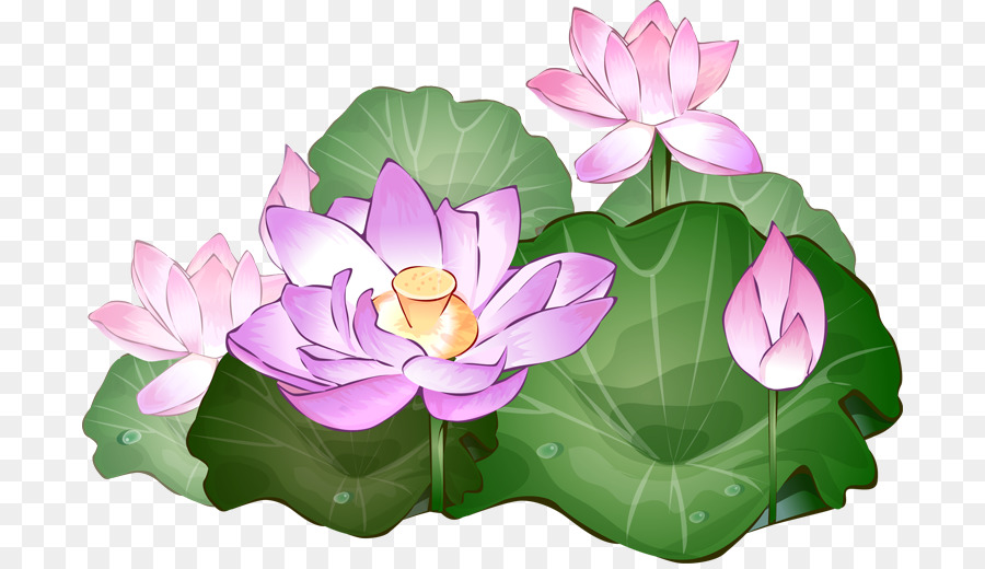 lotus clipart aquatic plant