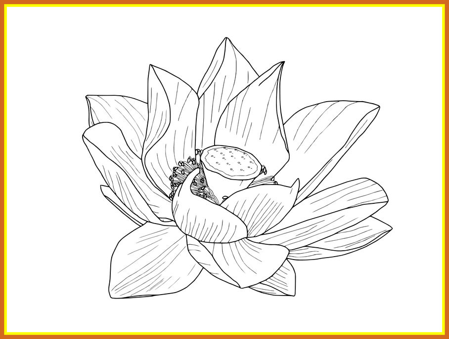Marvelous flower outline and. Lotus clipart border