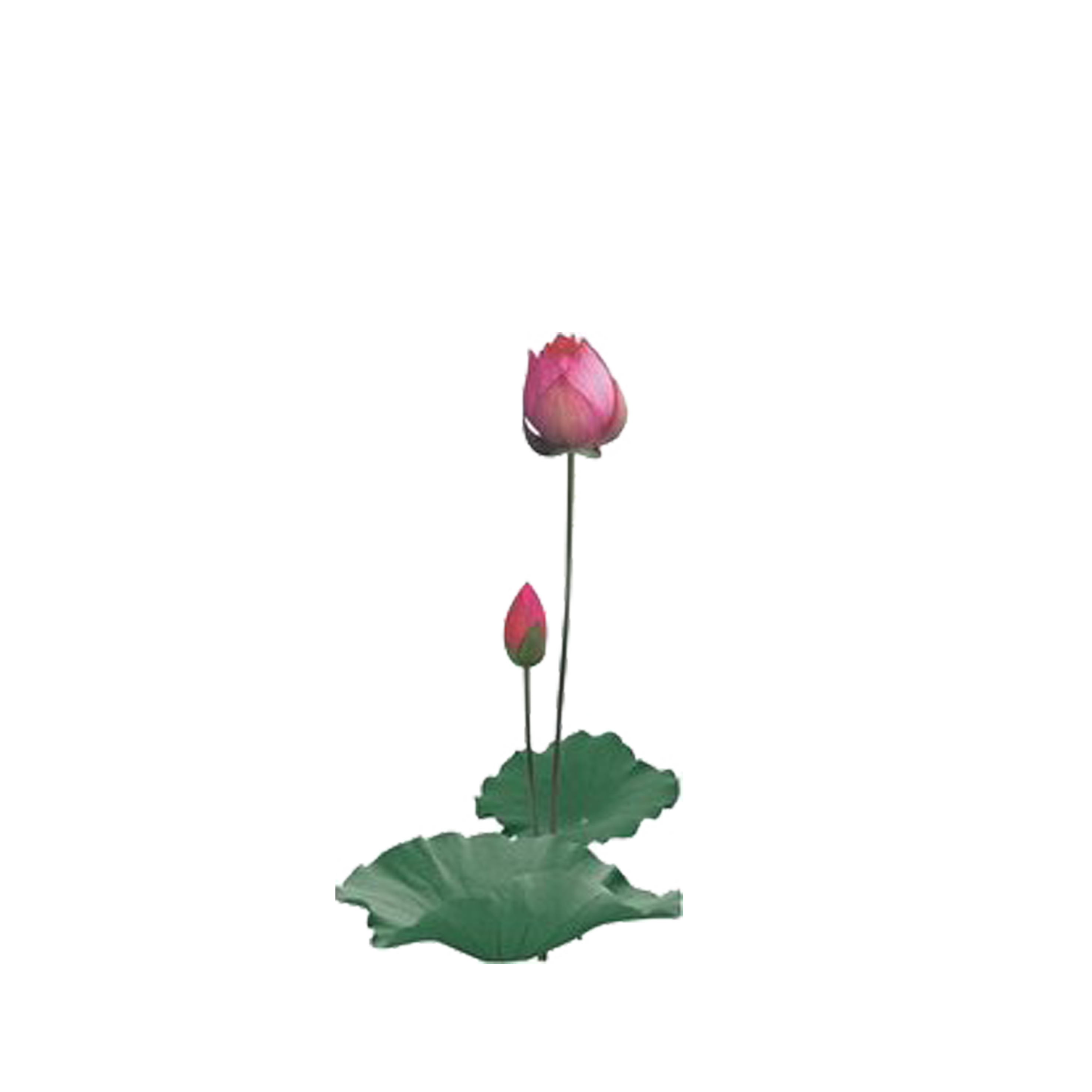 Nelumbo nucifera preview clip. Lotus clipart bud