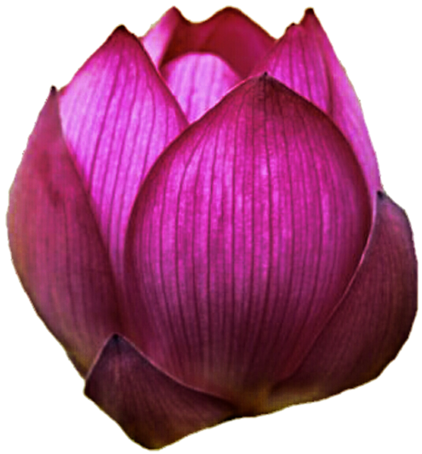 By jeanicebartzen on deviantart. Lotus clipart bud